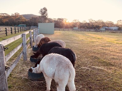 Farm Stay with Alpacas