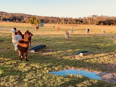 Farm Stay with Alpacas