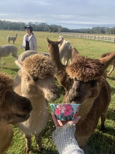 Farm Stay with Alpacas