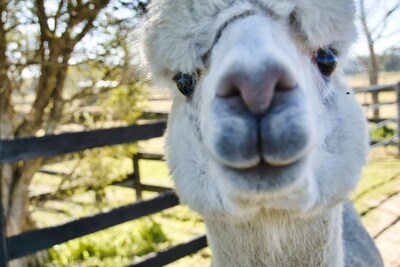 Farm Stay with Alpacas