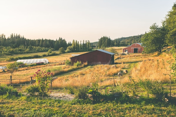 A view of the far barn, greenhouse and far garden as well as the chicken coop.