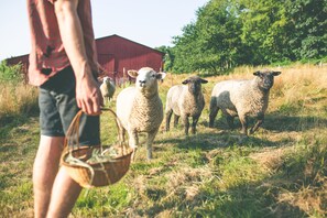 We have Romney sheep that graze amongst our paddocks.