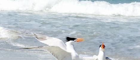 Spiaggia