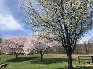Cherry blossoms abound in spring!