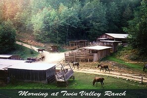 Open Ranch Horses coming into the barn/paddocks for feeding each morning! 