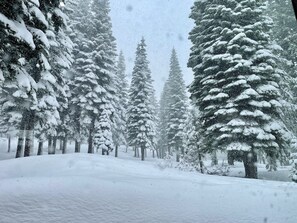 Tree, Fir, Outdoors, Vegetation, Nature