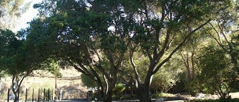 View of the front yard looking out to the front gate