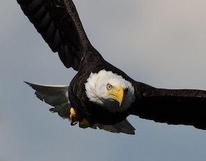 One of our two bald eagles that have stayed on the lake