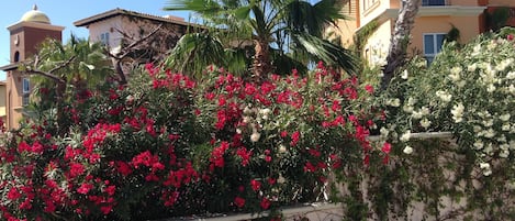 Lush landscaping on the Sea of Cortez. See website www.haciendadelmar.com.mx