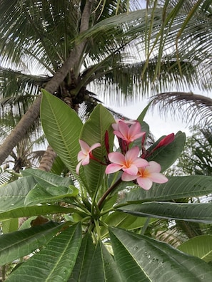 Coconuts and Plumeria flowers