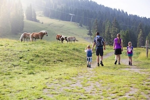 Omgeving [zomer] (1-5 km)