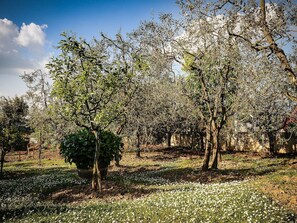 Baum, Natur, Natürliche Landschaft, Gehölz, Frühling, Pflanze, Natürlichen Umgebung, Gras, Himmel, Ast
