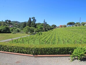 Himmel, Plantage, Strauch, Wildnis, Hochland, Bergstation, Garten, Botanik, Gras, Grundstueck