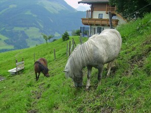Pflanze, Grün, Berg, Natürliche Landschaft, Gras, Baum, Wiese, Grazing, Ground