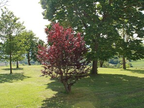 Baum, Pflanze, Gehölz, Blume, Frühling, Gras, Blatt, Botanik, Park, Blühende Pflanze