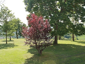 Baum, Pflanze, Gehölz, Blume, Frühling, Gras, Blatt, Botanik, Park, Blühende Pflanze