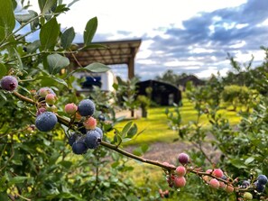 Fresh blueberries for breakfast ? Just pick them 
