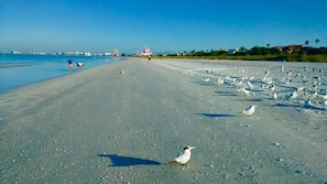 Shells and birds and relaxation