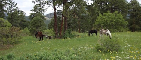 Alpine meadows and forest trails for hiking