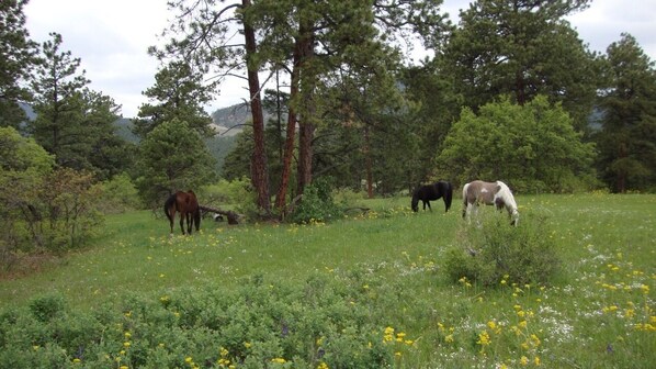 Alpine meadows and forest trails for hiking