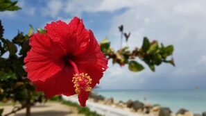 lush  tropical gardens with Colorful plants and flowers blooming all year around