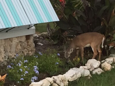 Kelly's Kabin private cottage on Summerland Key