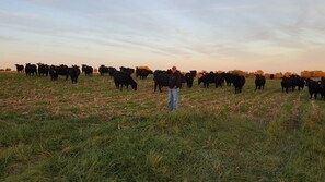 In harvested corn, our cover crops are good feed and environmentally friendly