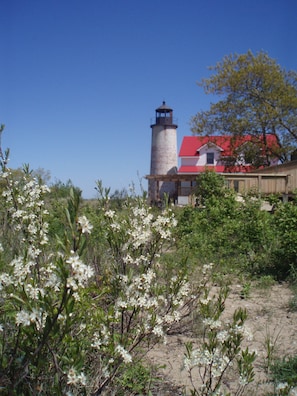 Beach Cherry Blossoms mid May