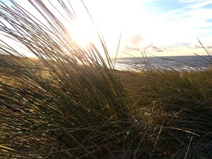 Dünengras am Meer