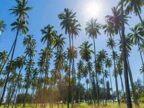 Coconut Trees