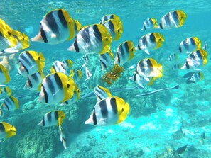 Kauai Fishes