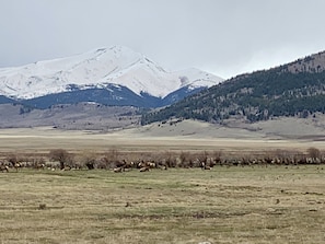 A herd of elk right next to the cabin