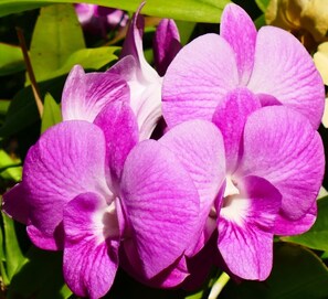 Orchids on our terrace.