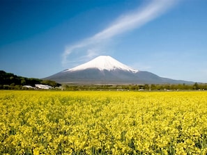 ・ Yamanakako Hananomiyako Park: Approximately 5 minutes on foot from the hotel