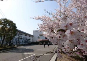 Cherry blossoms in front of the entrance
