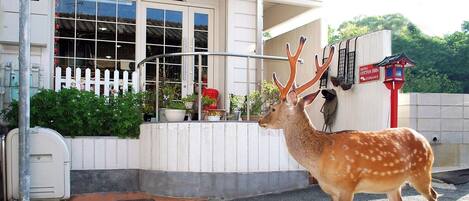 ・[Appearance] A deer walks in front of our facility♪This is a sight unique to Nara.