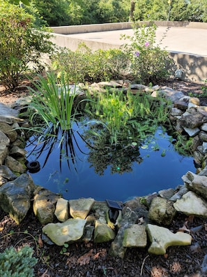 Pond with fish