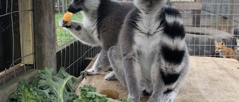 Our Sanctuary’s Resident Lemurs.