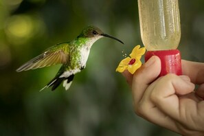 Frequent visits from hummingbirds to your cottage