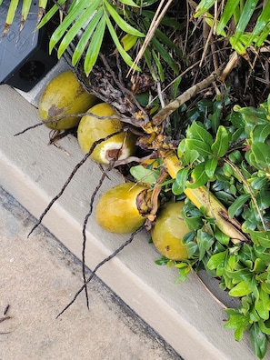 Coconuts In the BLENDER??
