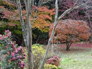 Garden camellias and maples in late November.