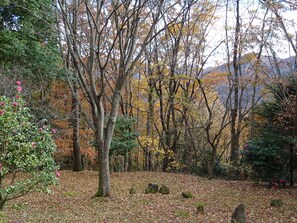 Garden looking east in early December.