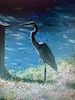 One of our feathery friends - a Blue Heron 
