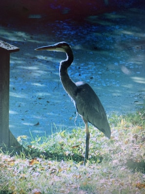 One of our feathery friends - a Blue Heron 