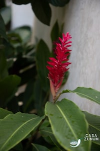 Casa Zunum - hidden gem in Mérida Centro