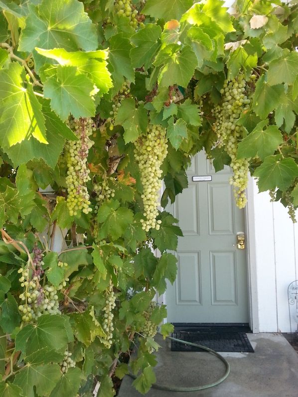 front door through arbor grape vine