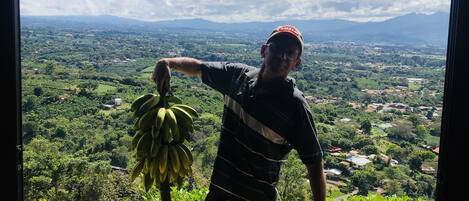 Frances. The most amazing care taker. We have banana trees with very tasty fruit