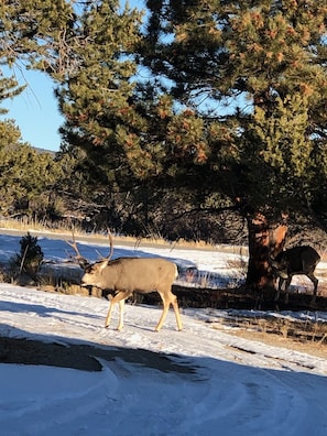 Wildlife on a morning stroll.