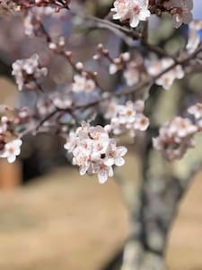 Snowdrift Cottage  at Springwell - Historical Farm Stay