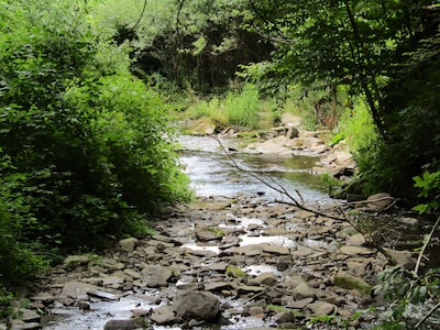 Work remotely in fresh mountain air! Pet friendly! 